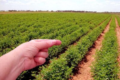 Congresso Brasileiro de Ciência do Solo será realizado em São Luís este mês