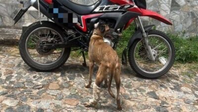 Homem é preso por arrastar cachorro amarrado a motocicleta no Centro de São Luís