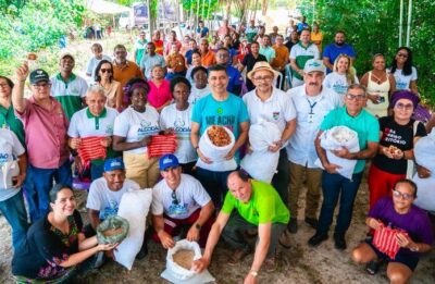 SAF: Agricultores realizam colheita do algodão agroecológico em Alcântara