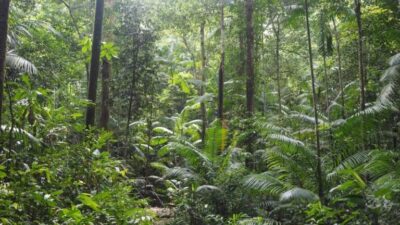 Divulgado o percentual de vegetação natural do Maranhão; Veja os números