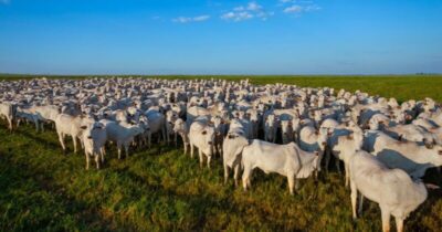 Rebanho bovino supera população brasileira em 12%