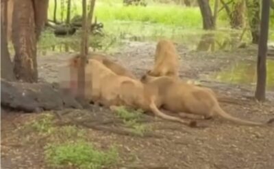 Leões atacam e matam funcionário de zoológico