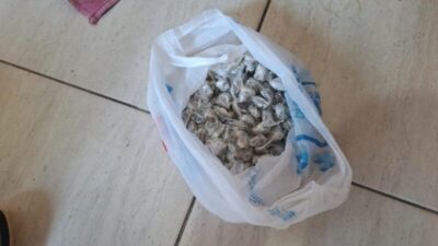 POLÍCIA CIVIL APREENDE DROGAS AVALIADAS EM 60 MIL REAIS EM BALSAS