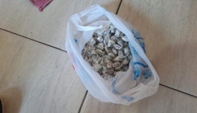 Polícia Civil apreende R$ 60 mil em drogas durante investigação de homicídio em Balsas