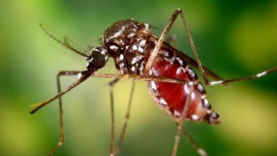 Brasil já registra mais de 1,6 mil mortes por dengue em 2025