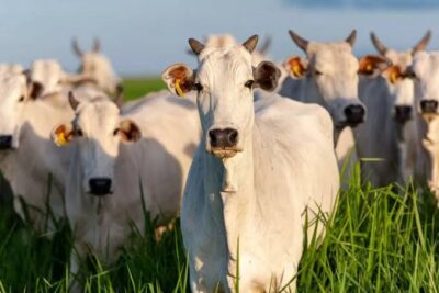 Agropecuária cresce 12,3% e deve faturar R$ 1,52 trilhão em 2025