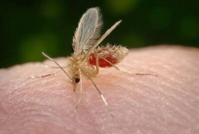Nove pessoas morreram vítimas de leishmaniose visceral no Maranhão, em 2025