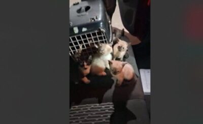 Resgate emocionante em Barreirinhas: gatinha e seis filhotes são salvos e causa animal ganha visibilidade