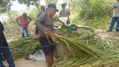 Prefeitura de Paulino Neves, em parceria com SENAR, estão realizando uma capacitação para Produtores na produção de silagem