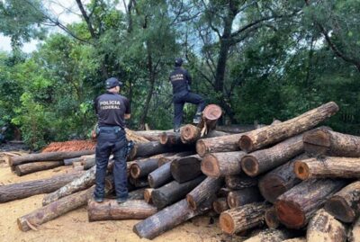 PF combate comércio ilegal de madeira extraída de terras indígenas no Maranhão