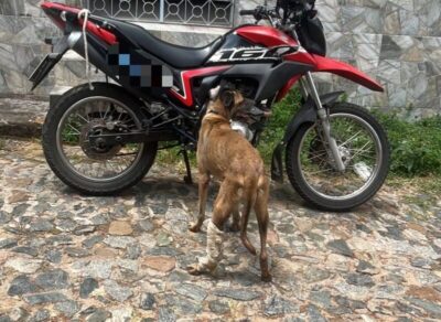 HOMEM É AUTUADO EM FLAGRANTE POR MAUS-TRATOS A CÃO NO CENTRO DE SÃO LUÍS