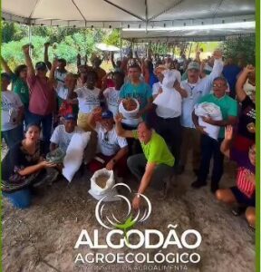 Prefeitura de Alcântara promove Dia de Campo com colheita do algodão agroecológico