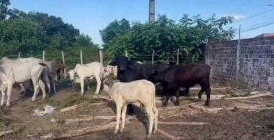 Operação resulta em quatro prisões e apreensão de 16 animais furtados no MA