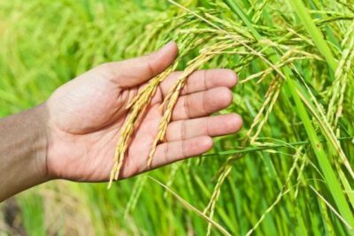 Município do Tocantins atinge valor bilionário na produção de arroz, 3º maior do Brasil