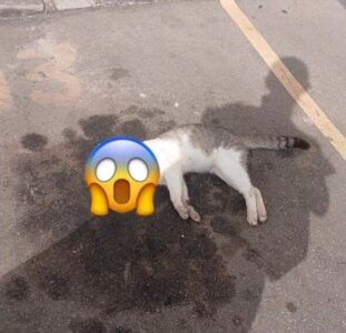 Suspeita de Maus-Tratos a Animais Preocupa Moradores do Condomínio Bella Cintra Club