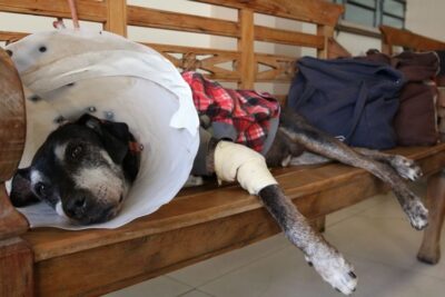 Câmara aprova projeto que tipifica exercício ilegal da veterinária