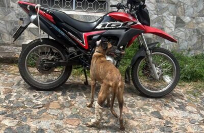 Idoso é preso acusado de arrastar cachorro amarrado a motocicleta em São Luís
