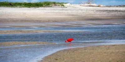 UFPA seleciona voluntários para o Projeto Vozes dos Oceanos na COP 30