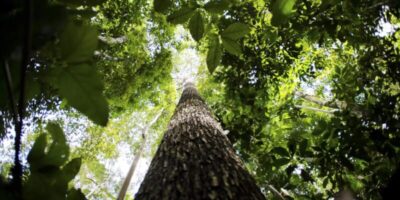 Semana da Amazônia debate desenvolvimento rural sustentável