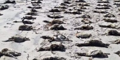 SP: Mais de 100 pinguins foram encontrados mortos em praias do litoral