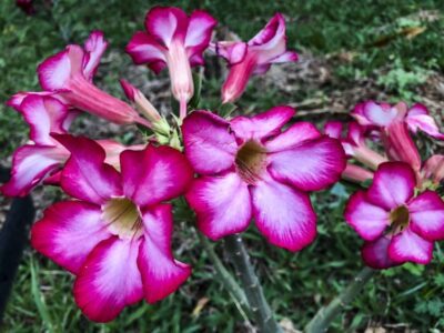 Hoje é Dia: início da primavera e datas ligadas à saúde são destaques