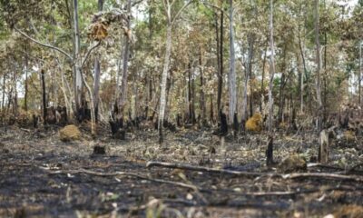 Ano de 2025 é quinto com maior área atingida por queimadas até agosto