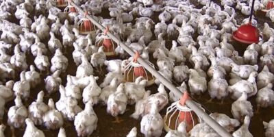 União Europeia reconhece o Brasil como livre de gripe aviária