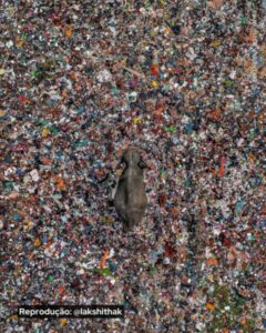 Elefante atravessando “mar de lixo”, foi escolhida a melhor imagens do ano