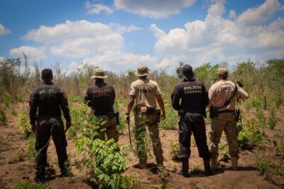 PF destrói 30 mil pés de maconha e 10 toneladas de drogas no Maranhão