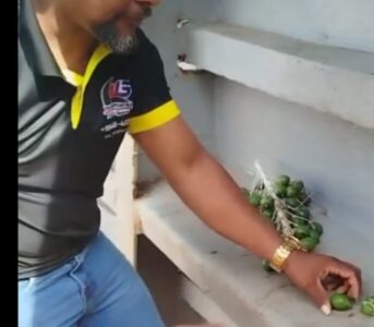 MOTORISTAS E PASSAGEIROS DO FERRY-BOAT ARAIOSES COMEM TUCUM COLHIDOS NO MATO APÓS FICAREM À DERIVA