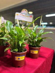 Rio Anil Shopping recebe festival Flores de Holambra até domingo (05)