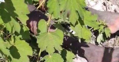 Rapaz acusado de importunar mulher é encontrado sem vida no Jardim Tropical em São José de Ribamar