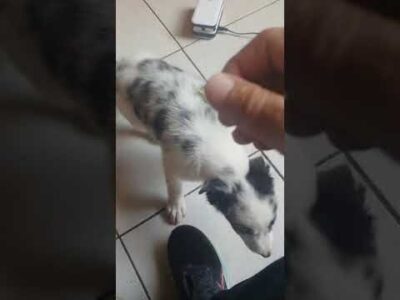 LIGUE 98983096474 : VENDO ESTE LINDO FILHOTE DE BODER  COLER( 2 MESES ) VACINADO VERMIFUGADO E ADESTRADO