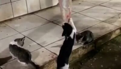 Saúde em Risco: Gatos são flagrados comendo carne exposta em mercado público de Mirinzal