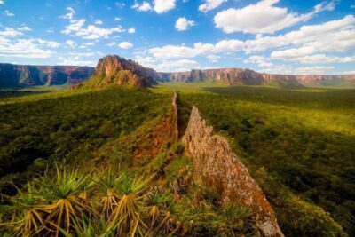 Edital Floresta Viva recebe projetos para restauração florestal em terras indígenas no Mato Grosso, Tocantins e Maranhão