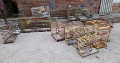 Operação nacional combate tráfico de aves em São Luís