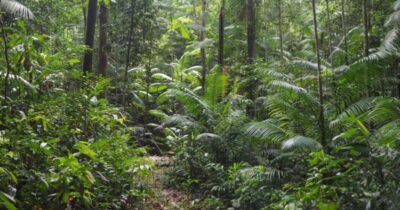 Maranhão lidera queda no desmatamento da Amazônia Legal