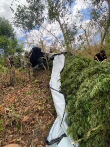 PF destrói 29 mil pés de maconha em área indígena no Maranhão