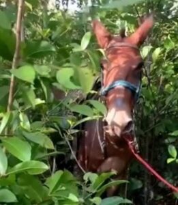 Jovem morre após ser arrastado por burro bravo no interior do Maranhão