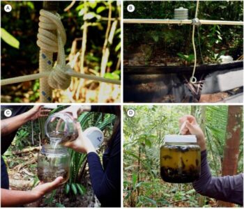 Uema assina estudo publicado na Nature sobre sistema inovador de coleta de insetos na Amazônia