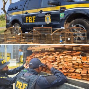 PRF resgata 70 aves silvestres e apreende 60 m³ de madeira em operação ambiental no Maranhão