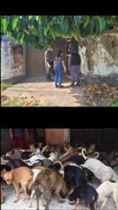 São Luis: ossada humana é encontrada em casa de idosa que criava mais de 100 cães; suspeita é de que a ossada seja da idosa