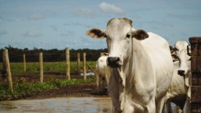Pecuária brasileira se apresenta ao mundo como referência em sustentabilidade no World Meat Congress