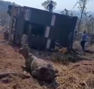 Carreta boiadeira carregada tomba e pega fogo na “curva da morte” em Paraibano