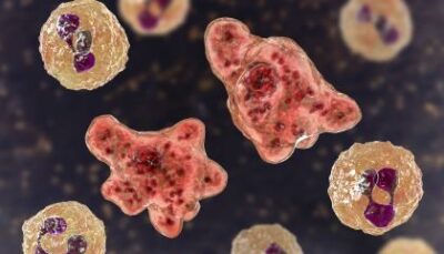 Ameba “comedora de cérebros” é nova preocupação no Norte dos EUA, alertam autoridades