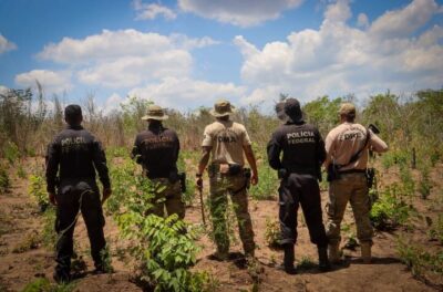 PF erradica 29 mil pés de maconha e incinera 10 toneladas de drogas em terras indígenas no MA