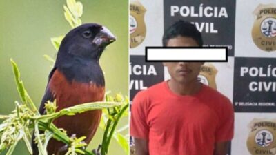 Polícia Civil prende homem por roubo de pássaro avaliado em R$ 30 mil
