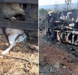 Carreta carregada de bois tomba na “Curva da Morte” na BR-135 em Paraibano no Maranhão