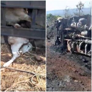 Carreta carregada de bois tomba na “Curva da Morte” na BR-135 em Paraibano no Maranhão