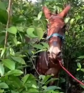 JOVEM MORRE APÓS SER ARRASTADO POR BURRO BRAVO NO INTERIOR DO MARANHÃO